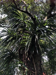 Freycinetia formosana
