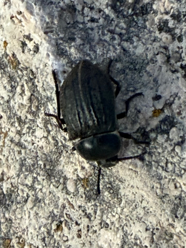 Microschatia sulcipennis