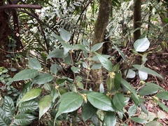 Lasianthus curtisii