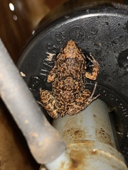 Eleutherodactylus rogersi