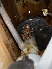 Eleutherodactylus rogersi