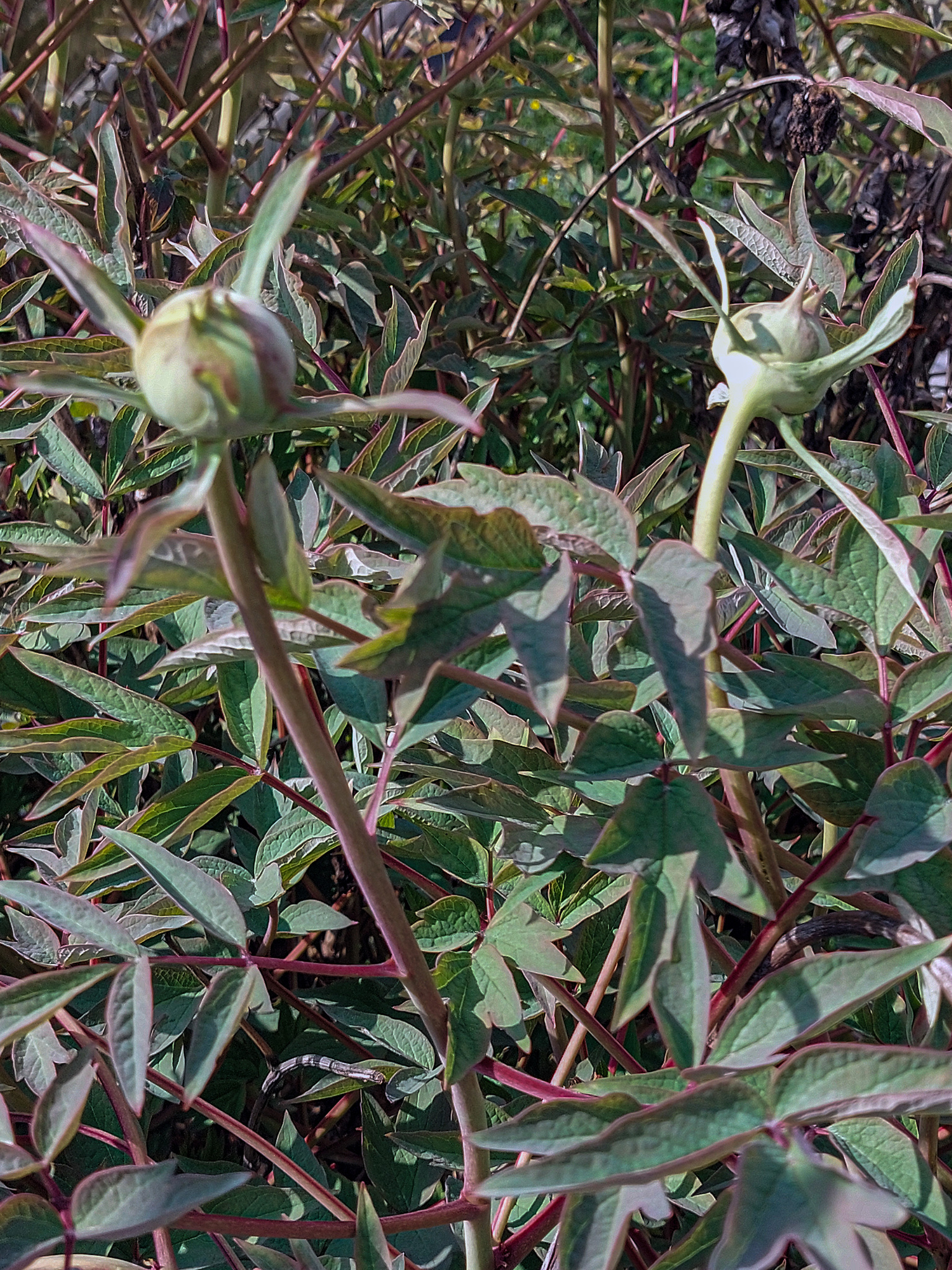 Tree peony