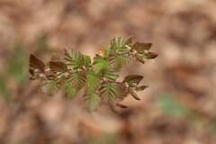 Nothofagus glauca, photograph (c) Cesar Ormazabal, some rights reserved (CC BY)