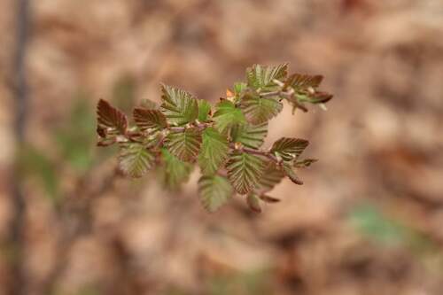 Nothofagus glauca, photograph 5