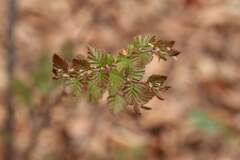Nothofagus glauca, photograph (c) Cesar Ormazabal, some rights reserved (CC BY)