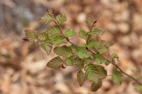 hualo (Nothofagus glauca)