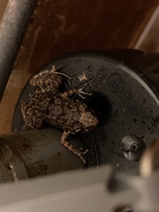 Eleutherodactylus rogersi