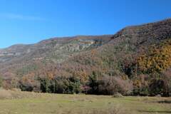 Nothofagus glauca, photograph (c) Cesar Ormazabal, some rights reserved (CC BY)