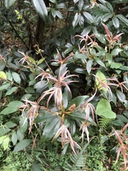 Quercus sessilifolia