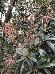 Quercus sessilifolia