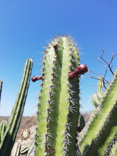 Stenocereus chacalapensis