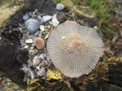 Coprinellus radians