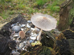 Coprinellus radians