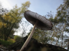Coprinellus radians