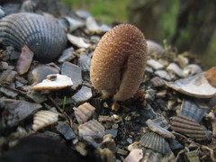 Coprinellus radians