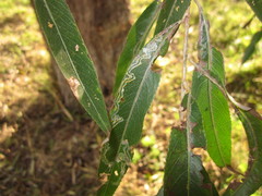 Phyllocnistis saligna