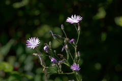 Cicerbita macrophylla uralensis