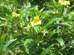 Ludwigia bonariensis