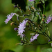 Cicerbita macrophylla - Photo (c) Kutushev Radik, μερικά δικαιώματα διατηρούνται (CC BY-NC), uploaded by Kutushev Radik