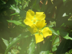 Ludwigia bonariensis