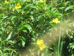 Ludwigia bonariensis