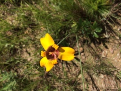 Trimezia juncifolia