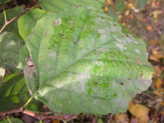 Erysiphe penicillata