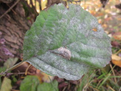 Erysiphe penicillata