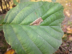 Phyllonorycter stettinensis