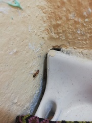 Camponotus conspicuus