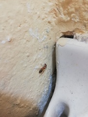 Camponotus conspicuus