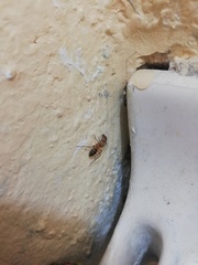 Camponotus conspicuus