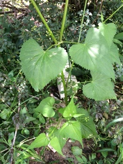 Spananthe paniculata