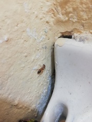 Camponotus conspicuus