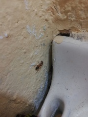 Camponotus conspicuus