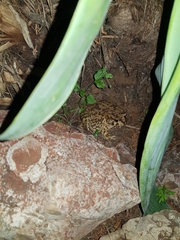 Sclerophrys capensis