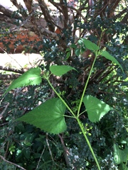 Spananthe paniculata