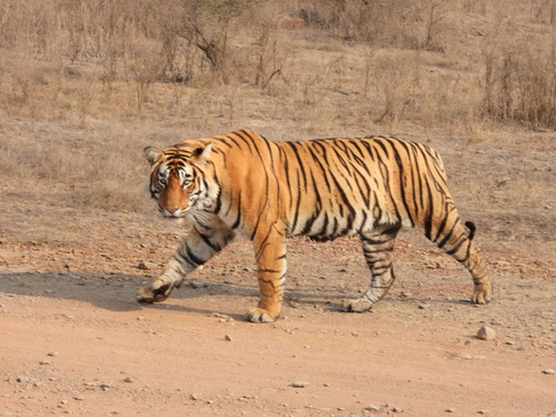 Bengal Tiger