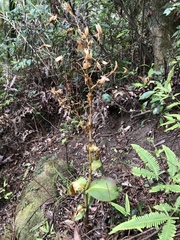 Swertia shintenensis