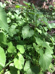 Spananthe paniculata