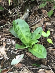 Swertia shintenensis