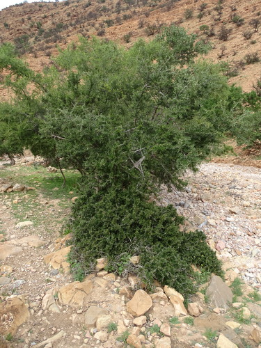 Argan tree