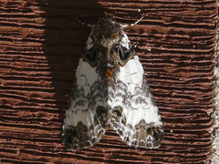 Cerma cerintha