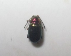 Crepidodera aurata