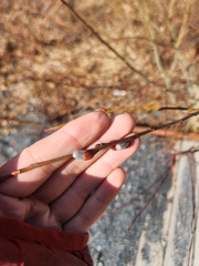 Salix atrocinerea