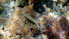 Parapercis millepunctata