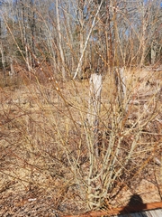 Michael W Belitz, CC0, iNaturalist via GBIF Salix atrocinerea, photograph Michael W Belitz, CC0, iNaturalist via GBIF