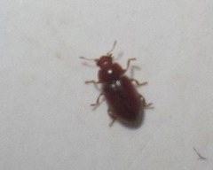 Coccidula rufa
