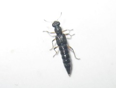Stenus cicindeloides