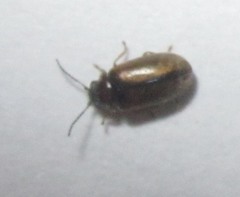 Contacyphon laevipennis